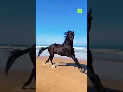 The ultimate freedom #horses #wildhorses #nature #freedom #wow #shorts #reels #fypシ゚viral #fyp #best