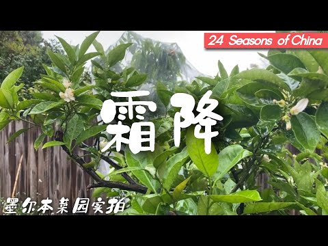 南半球 我家菜园的二十四节气（北霜降/南谷雨）后院有机种植节气记录篇之一