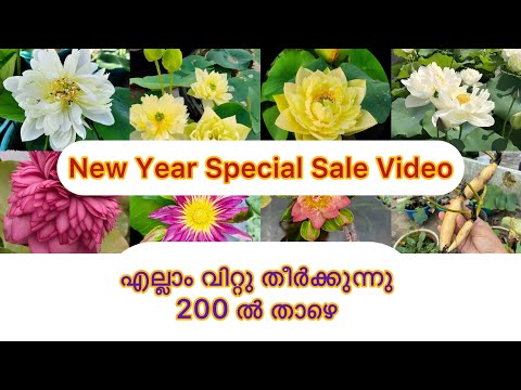 New Year Spwcial Sale 7902402312 Video എല്ലാം താമരയുടെ tubers 200 ൽ താഴെ / #sale #trending #youtube