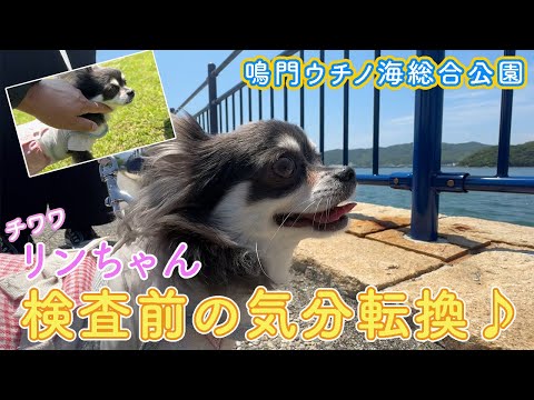 【2.4㌔極小チワワ】保護犬リンちゃん初めての海に笑顔☺️