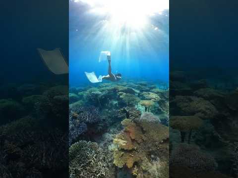 Let’s explore the coral farm🧜‍♀️ #coral #freediving #snorkeling #okinawa #サンゴ #シュノーケリング #スキンダイビング