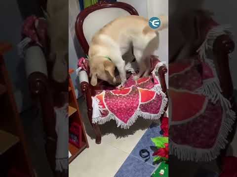 🐶​ La tierna reacción de un perrito, al recibir su regalo de Navidad 🎁 #shorts