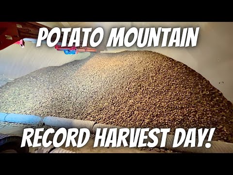 Record Potato Harvest! Day 13