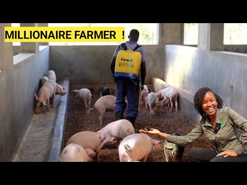 How To SUCCEED In PIG Farming Business As A Beginner! 2024 (DETAILED)