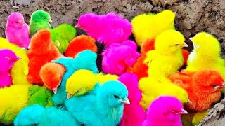 World Cute Chickens, Colorful Chickens, Rainbows Chickens Cute Ducks, Cat, Rabbits Cute part 21