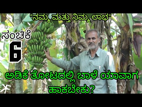 ಅಡಿಕೆ ತೋಟದಲ್ಲಿ ಬಾಳೆ ಯಾವಾಗ ಹಾಕಬೇಕು?|| ಸಂಚಿಕೆ 6|| banana tree intercropping in arecanut|| Ep 6||