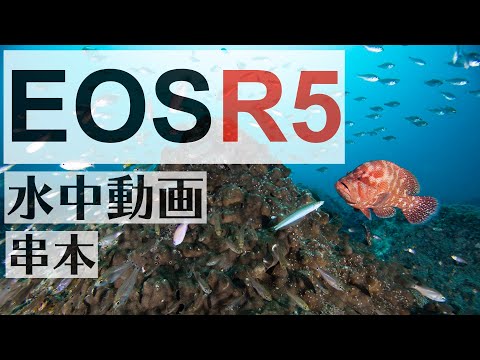 ついに公開！EOS R5での水中動画！南紀 串本編