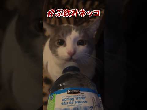 ネッコの動画で癒されたら寝ろｗｗｗ　#2ch #2ch動物スレ #2ch面白いスレ #動物 #犬 #猫 #癒やし #ねこ