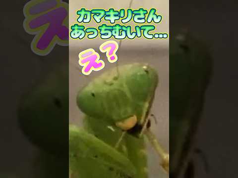 君は…カマキリに勝てるかな？！？ #昆虫 #虫取り #カマキリ #insects #shorts