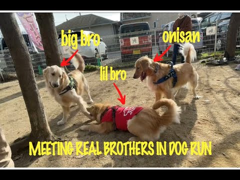 When dog meets real brothers from other hoomans