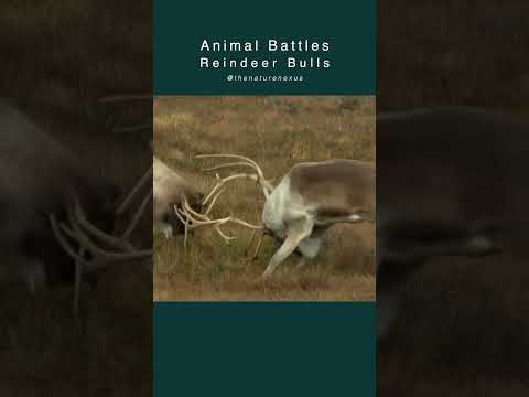 Reindeer Bulls Fighting for the Right to Mate - The Epic Reindeer Battle #reindeer #animalfights