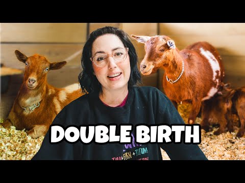 Twin sisters DELIVER at the same time! 😳 (miniature goat birth)