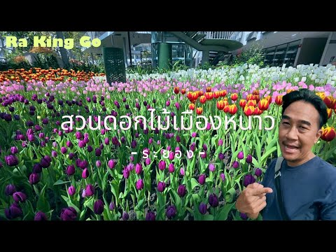 Free admission to the largest winter flower farm in Thailand, Rayong Province | Ra King Go |