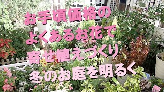 お手頃価格のよくあるお花で寄せ植えづくり冬のお庭を明るく