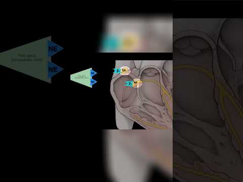 Adrenergic receptors - SA and AV Nodes #shorts  #anatomy #science #heart