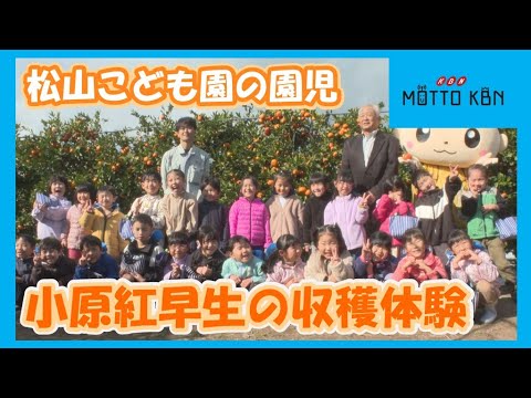 松山こども園の園児が小原紅早生の収穫体験