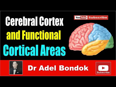 Cerebral Cortex and Functional Areas, Dr Adel Bondok