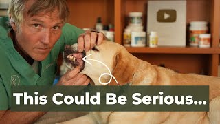 7 Silent Health Issues In your Senior Dog