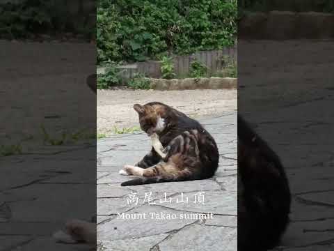 高尾山山頂に住む🐱猫ちゃん A 🐱cat who lives on the summit of Mt. Takao