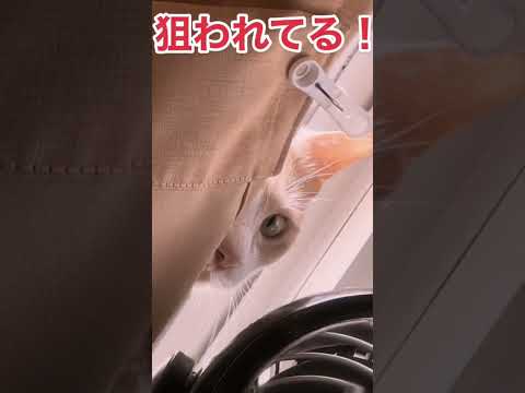 視線を感じると思ったら、、、　#猫のいる暮らし #cats #猫動画 #ホラー