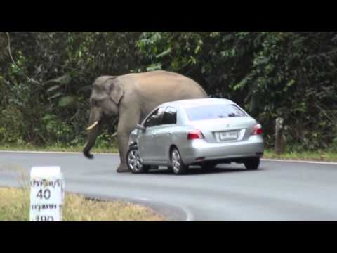 Thug Life Elephant