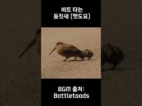 비트 타는 둠칫새 (멧도요)