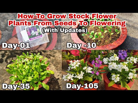 How To Grow Stock Flower Plants From Seeds With Updates Till Flowering