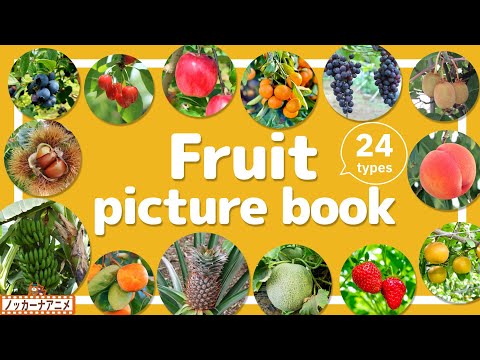 Fruit Picture Book | Video for Kids 【くだもの図鑑】24種類のいろんな果物をみてみよう！英語知育アニメ