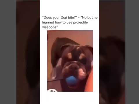 Little stinker 🤣 #dogs #doglife #comedy #funny #vines #viral #fyp #foryou #trending #fetch