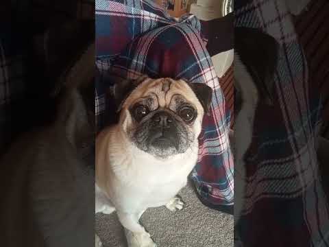 real life Frankie from the film the nutjob2. adorable cute funny pug #funwithpets #subscribe