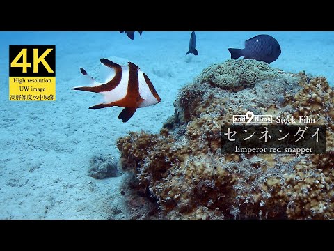 【4K 水中映像】センネンダイ / Emperor red snapper / Lutjanus sebae