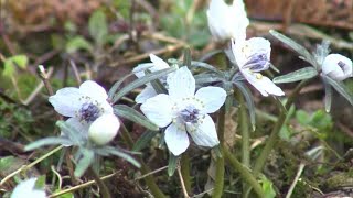 岡山県北部にも春の足音…春の訪れ告げる花「セツブンソウ」美作市で咲き始める【岡山】　 (24/02/08 11:40)