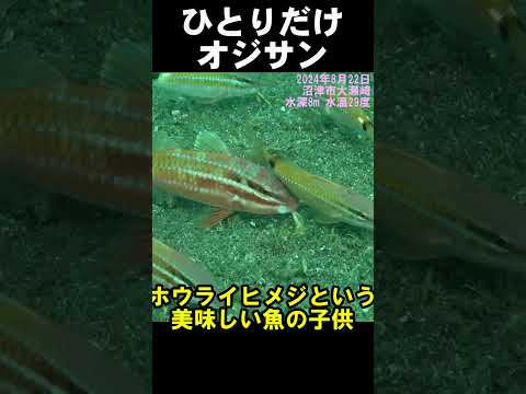 ひとりだけオジサン　#水中映像 #魚 #味覚 @aquaticpro