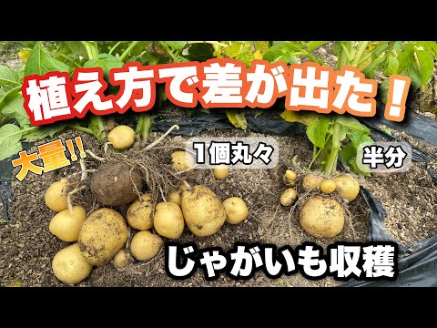 植え方で差が出たじゃがいも収穫【じゃがいも栽培】