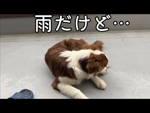 朝のベランダでくつろぐ犬さん　＃雨だけど　＃ボーダーコリー