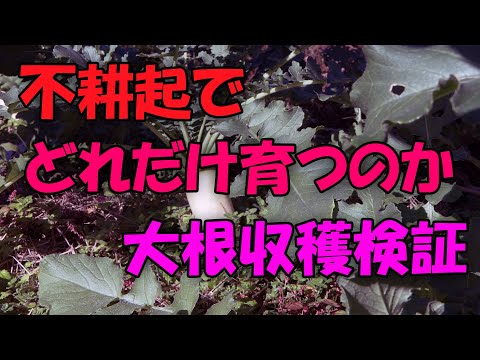 【大根】不耕起でどれだけ育つのか 収穫検証