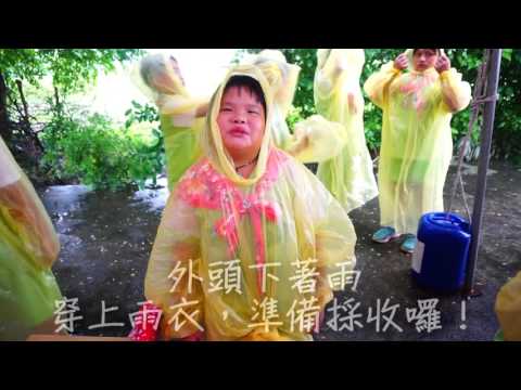 20160909   新竹縣關西鎮東光國民小學 仙草採收體驗活動