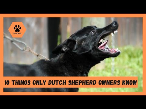 10 Things Only Dutch Shepherd Dog Owners Understands