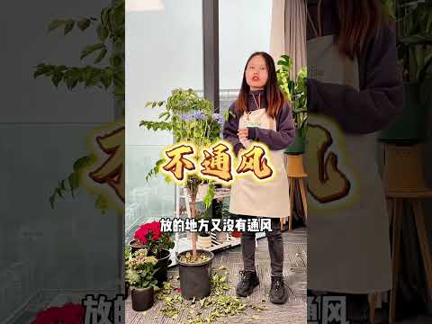 家里养的幸福树不停掉叶子不要着急，教你简单两步轻松解决幸福树落叶。#益植妙小芳 #室内盆栽 #养花小知识