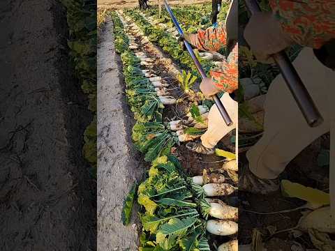 Organic Radish  Do You Eat The Leaves? #agriculture #farm