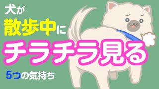 チラ‥チラ‥犬が散歩中に飼い主をチラ見する5つの理由