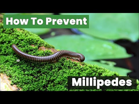 How To Prevent Millipedes from Invading Your Home Fast!