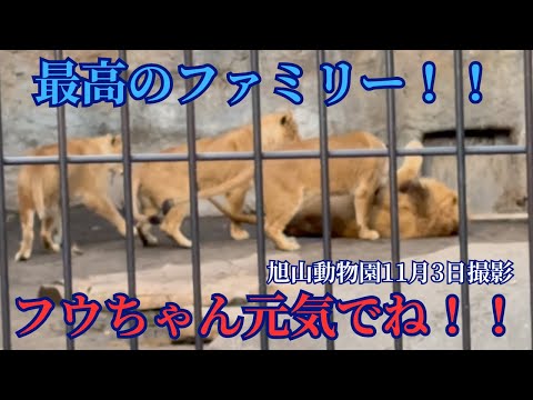 Take care, Fuu-chan!! Last day before closing [Asahiyama Zoo Lions]