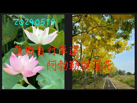 萬ㄟeye台灣20240414蓮鄉自行車道阿勃勒與蓮花   4K