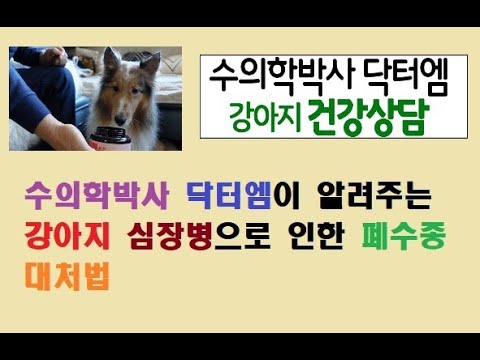 수의학박사 닥터엠이 알려주는 강아지 심장병으로 인한 폐수종 대처방법