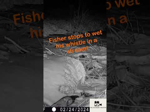 Fisher stops for a midnight drink out of ICY Stream! #wildlife #trailcam