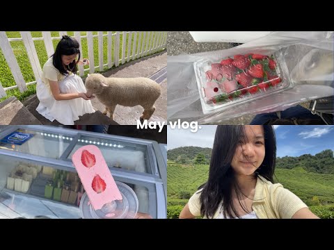 VLOG*ESCAPE*the hot weather to Cameron trip/Place To Go In Malaysia/Quality time w family