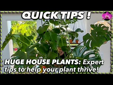 HUGE HOUSE PLANT CARE GUIDE