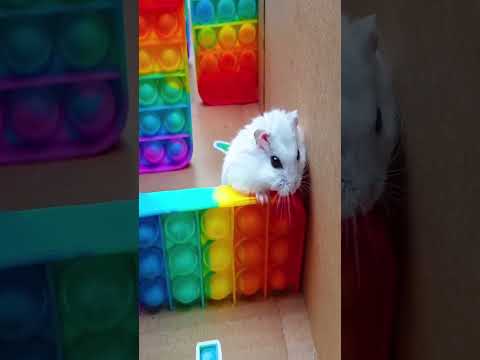 DIY POP IT hamster maze #Shorts