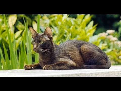 Animal Planet  : Cats 101 ~  Havana Brown